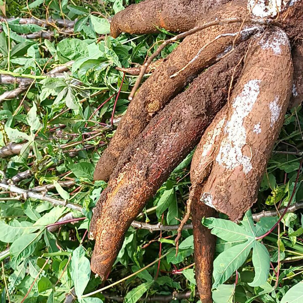 Sécurité alimentaire par la culture du manioc à Kavumu dans le territoire de Kabare