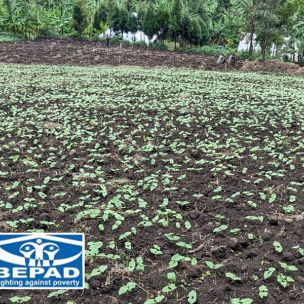 Culture des haricots à Kavumu, territoire de Kabare