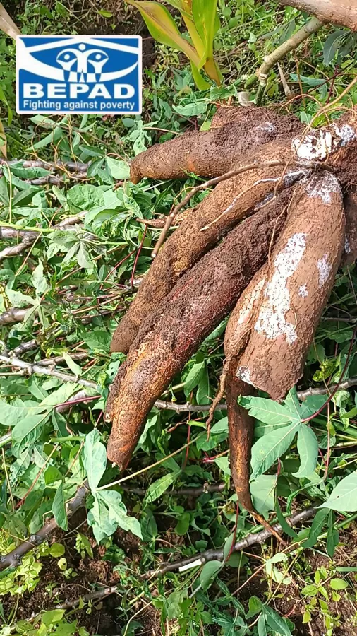 Sécurité alimentaire par la culture du manioc à Kavumu dans le territoire de Kabare